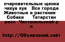 очаровательные щенки чихуа-хуа - Все города Животные и растения » Собаки   . Татарстан респ.,Чистопольский р-н